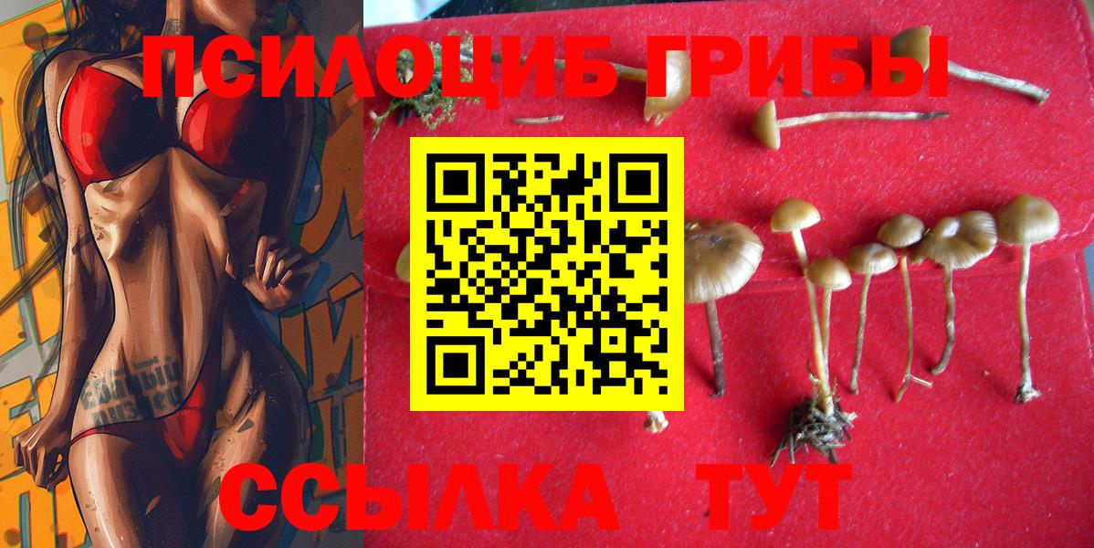 Галлюциногенные грибы Psilocybine cubensis Котлас